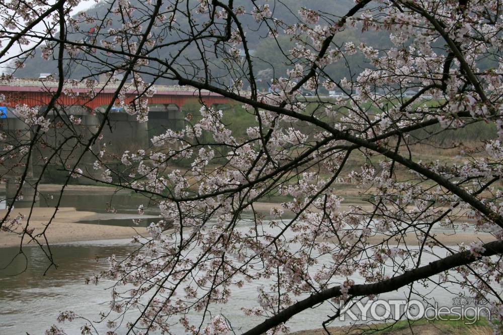 桂川沿いの背割提の桜