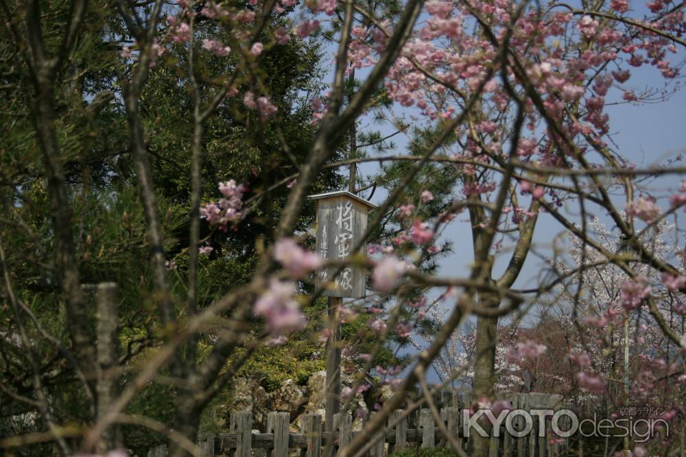 大日堂の桜