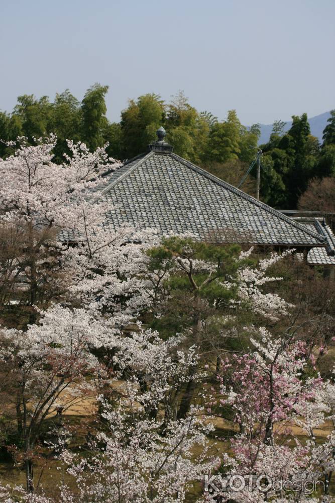 大日堂の桜