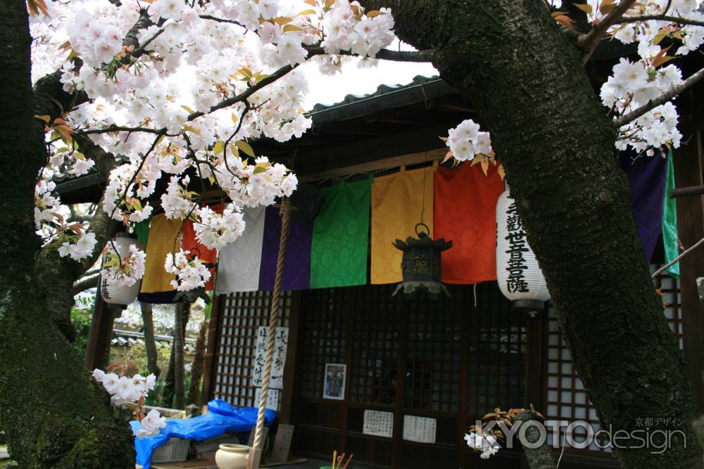 雨宝院の桜