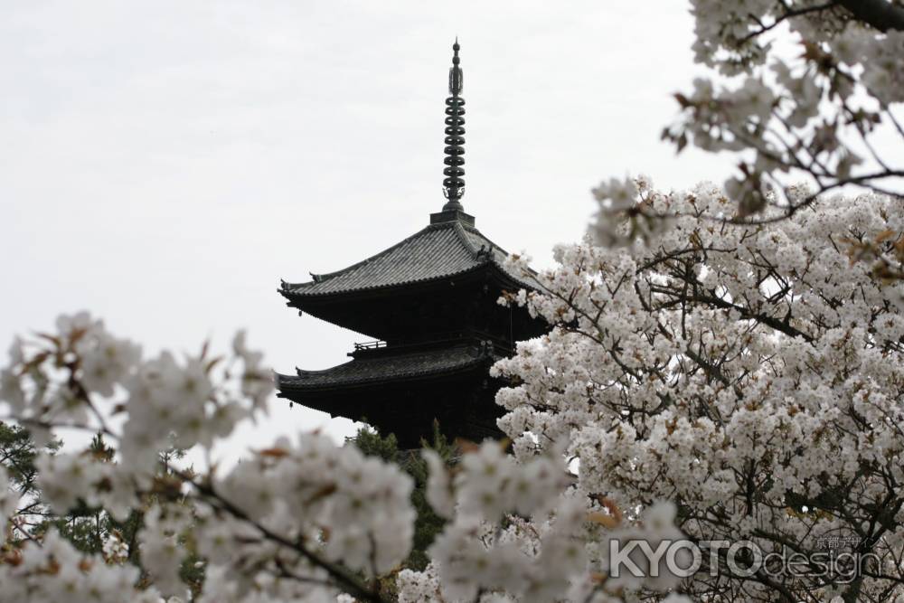 五重塔と桜