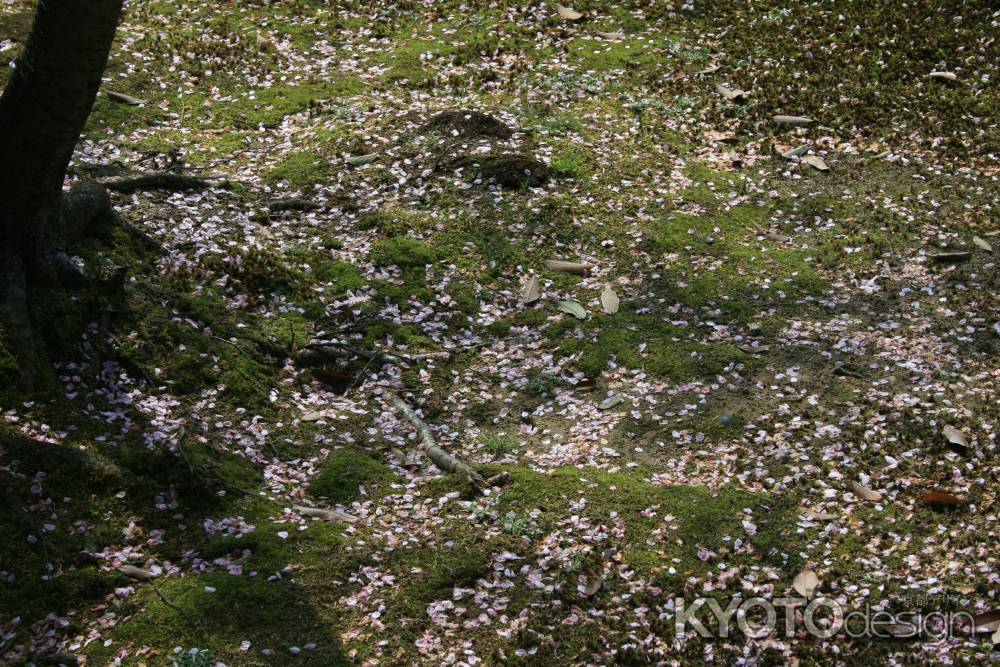 散る頃の桜