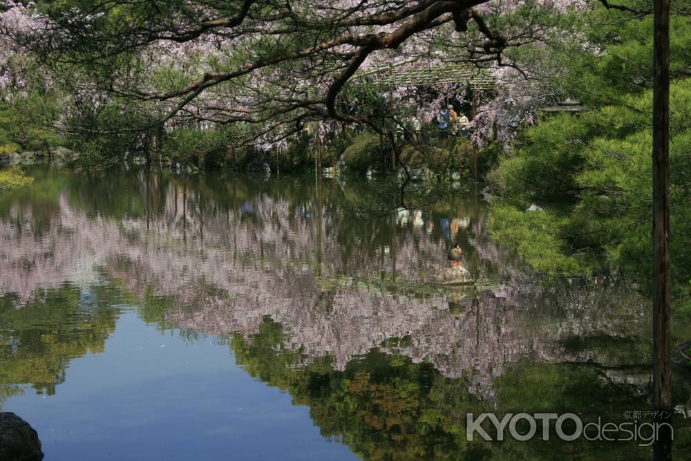 水面にも映る桜