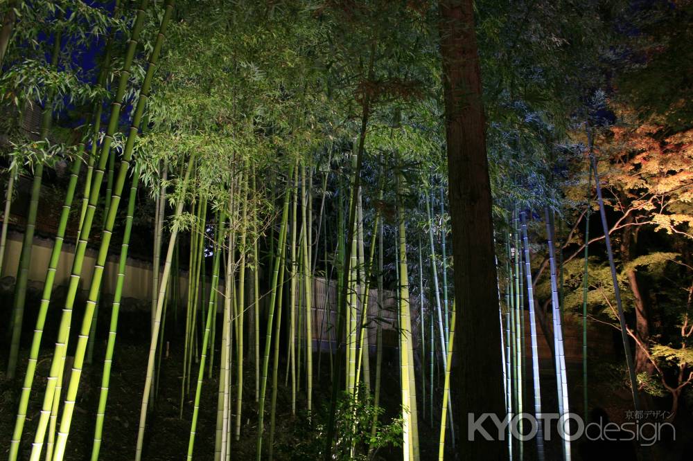 北野天満宮　夜の竹