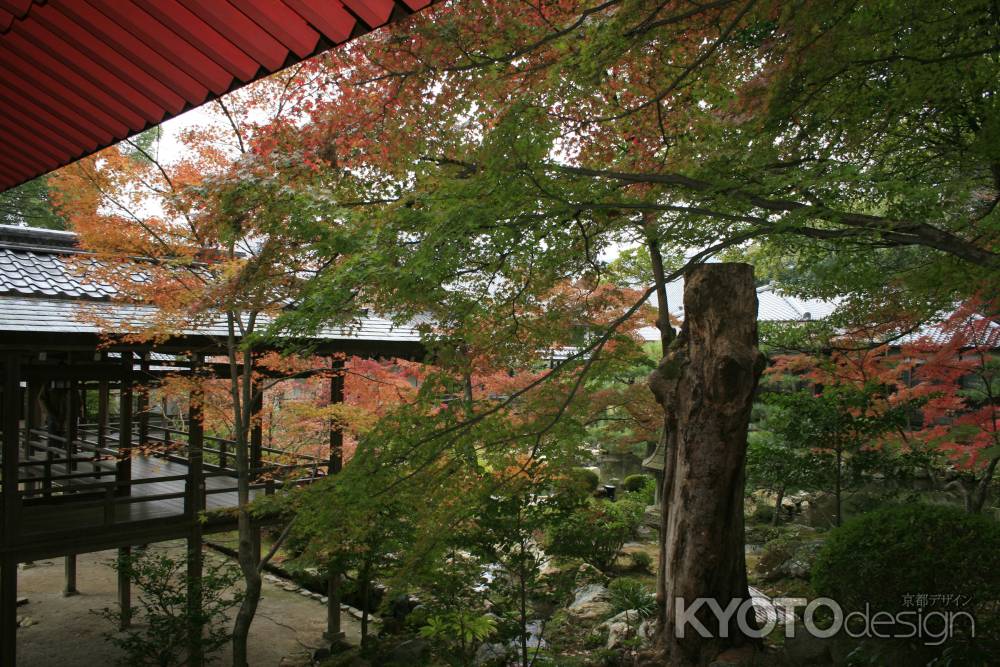 大覚寺　秋の庭