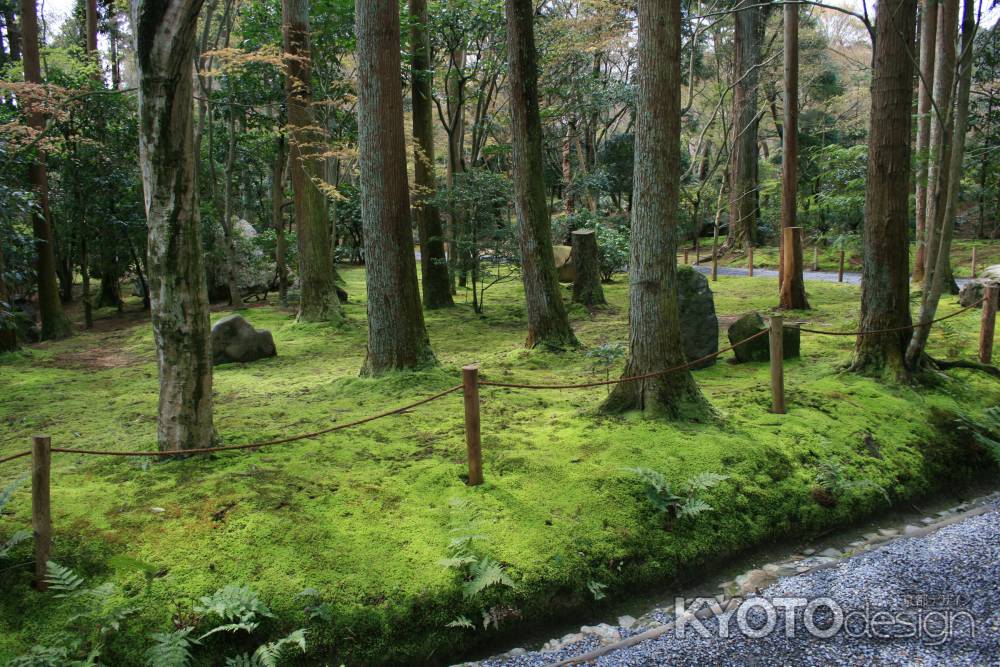 龍安寺　広がる苔