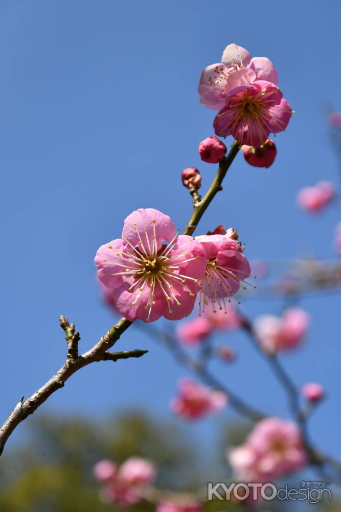 青空に可憐な梅