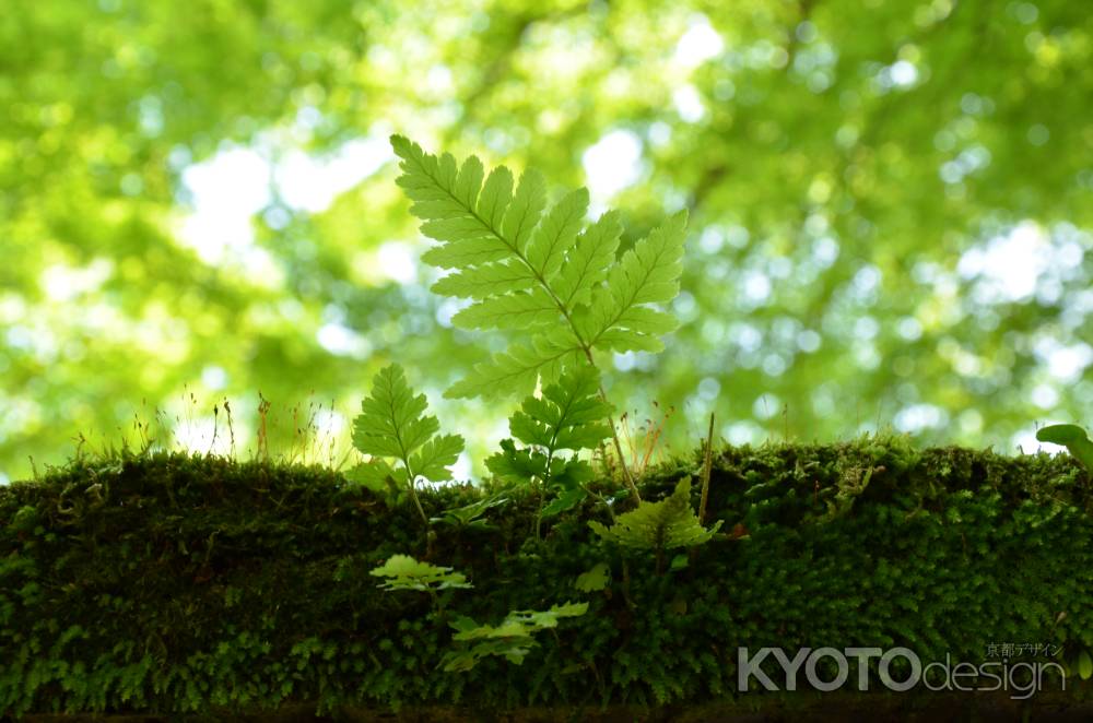 新緑の魅力