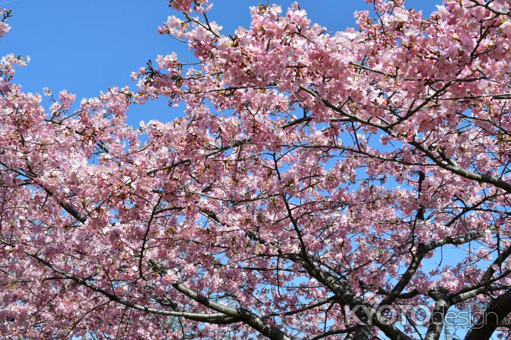 一足早い桜満開