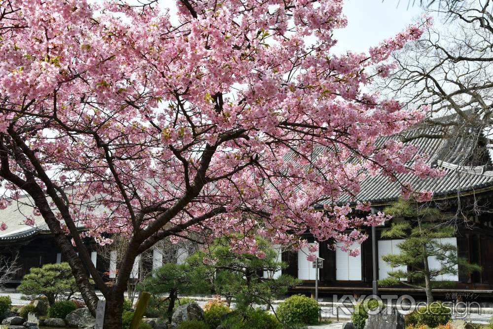 三十三間堂に咲く一足早い桜