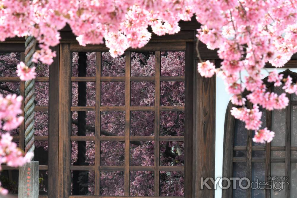 桜の鏡姿