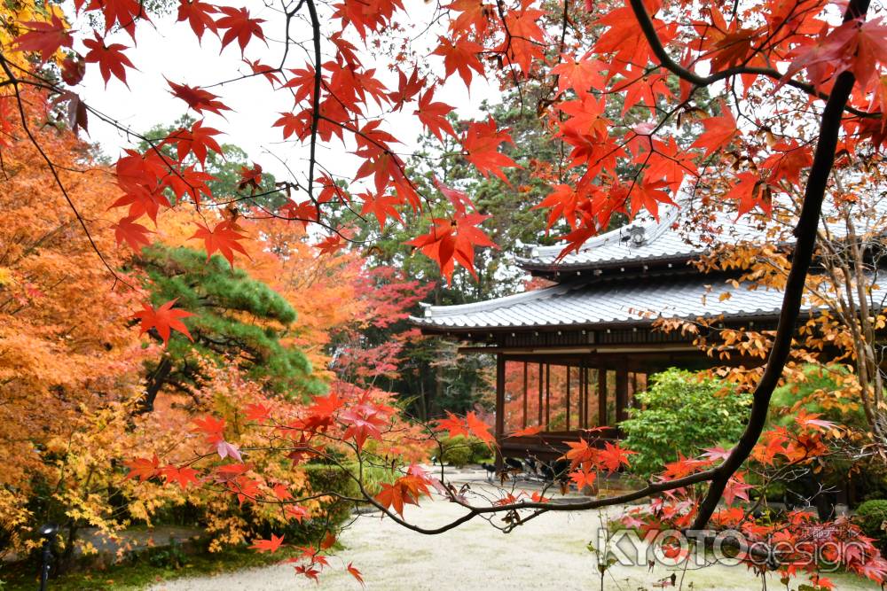 紅葉に燃える書院