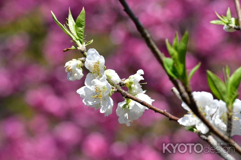 一枝の白い桃の花