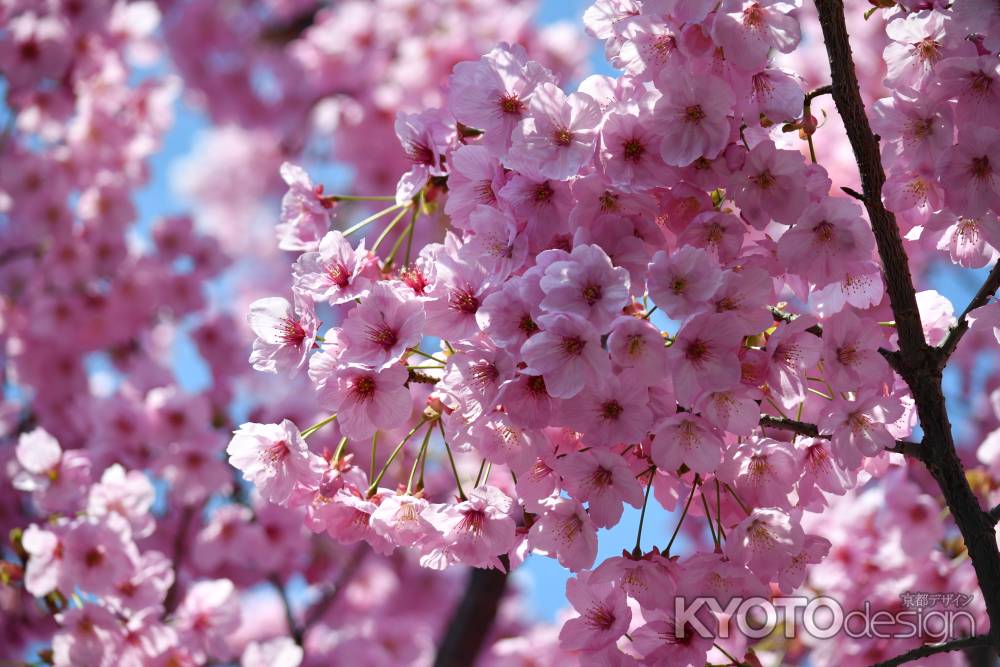 青空に豪華なヨウコウ桜