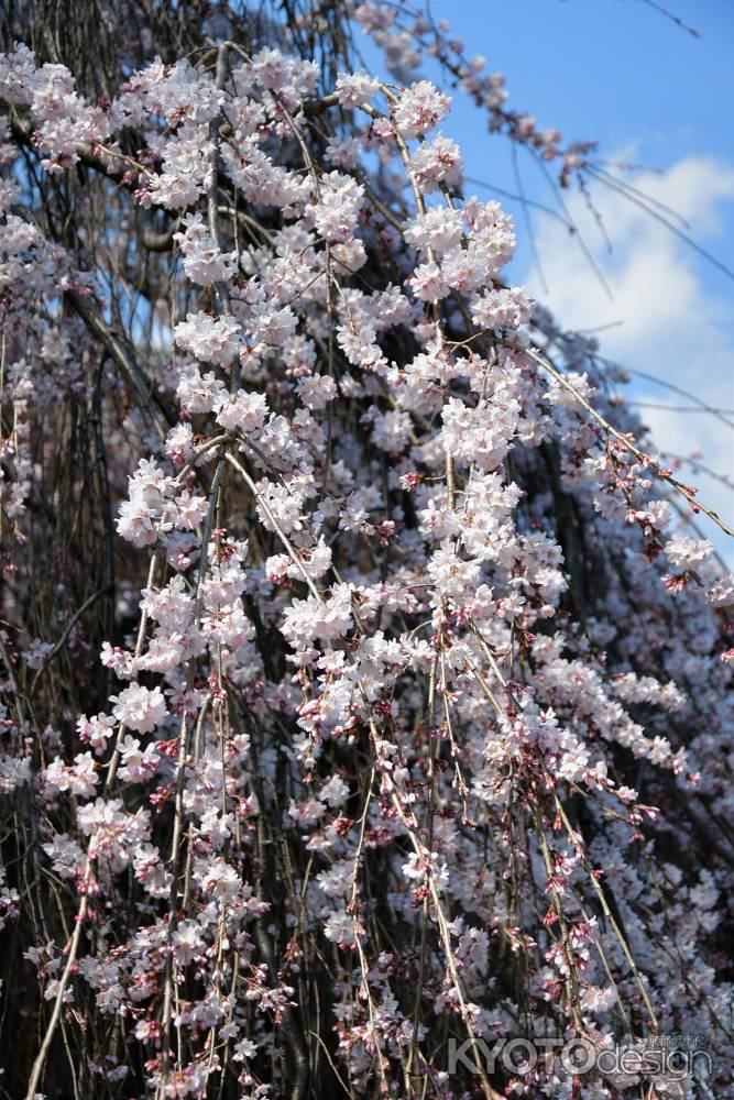 阿亀さくらの魅力