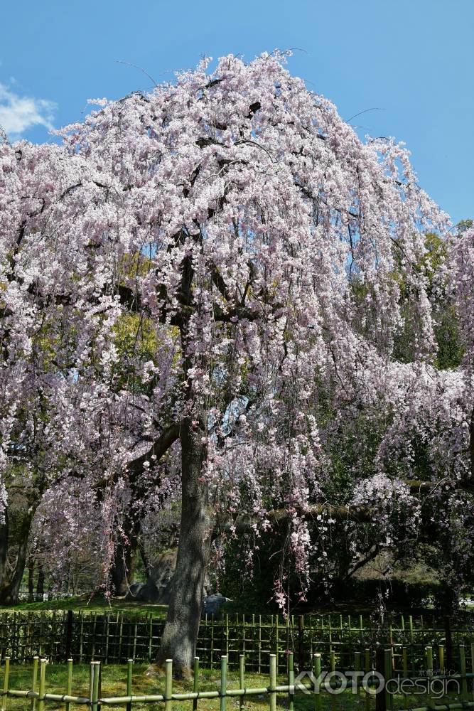 青空と枝垂れ桜