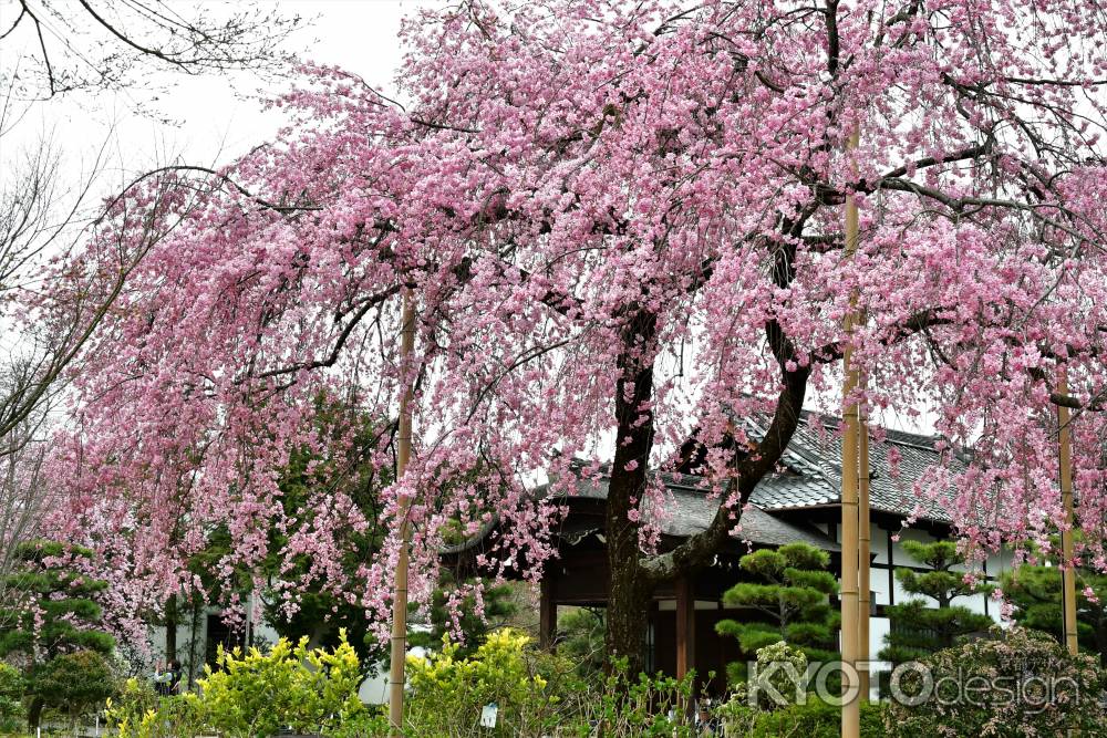 満開の紫の桜（待賢門院桜）を堪能