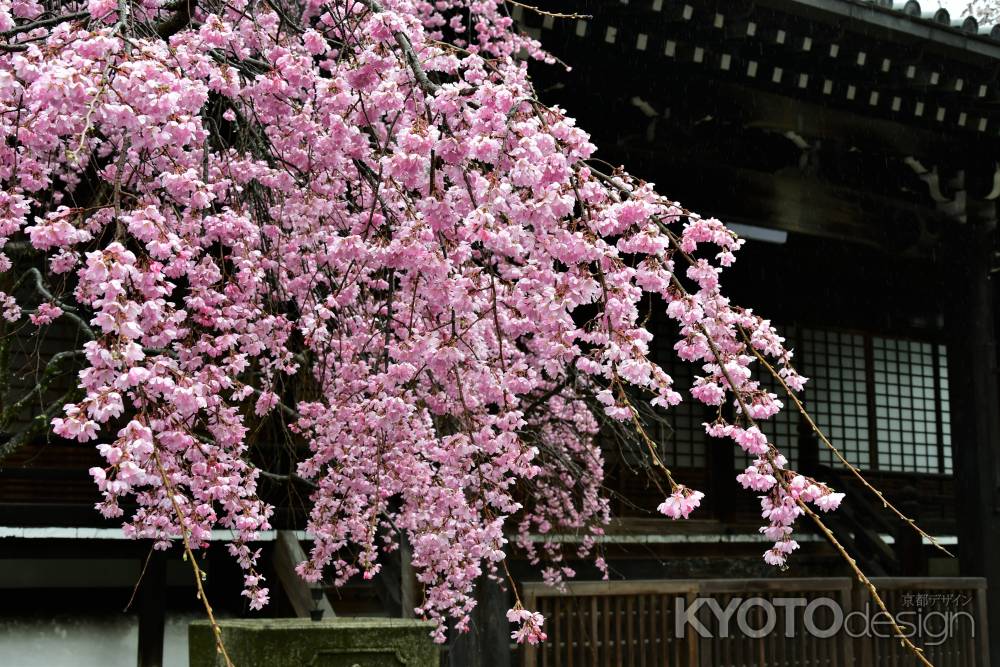 大書院前の紅しだれ桜