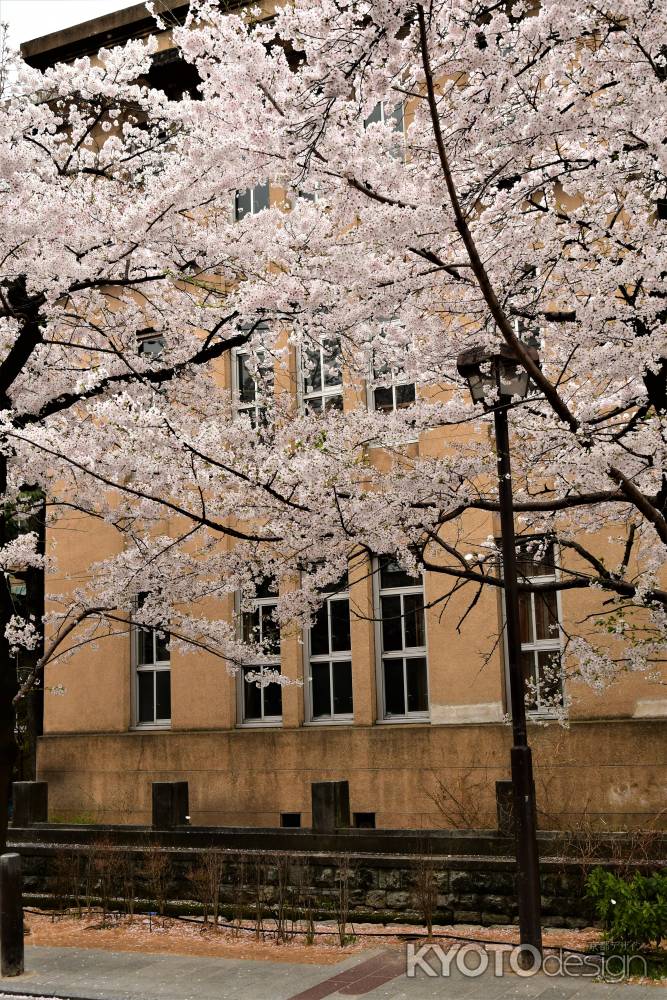 桜満開の高瀬川の魅力3