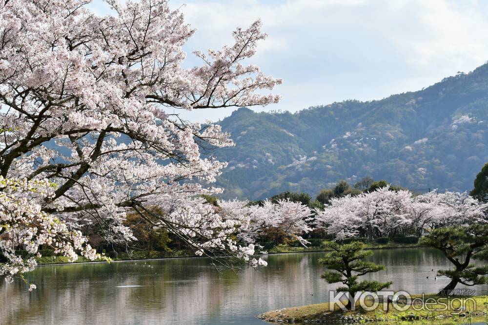 大沢池からも見える山桜