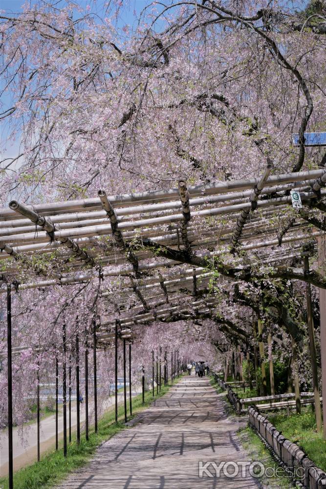 花の命の終わりかけ　半木の道