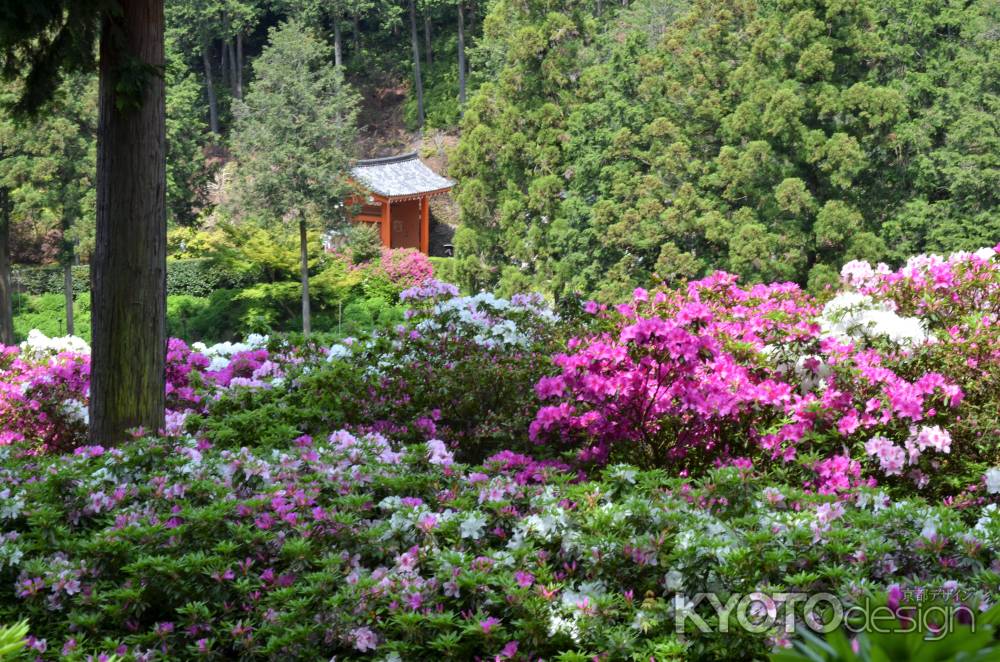 山門とつつじ