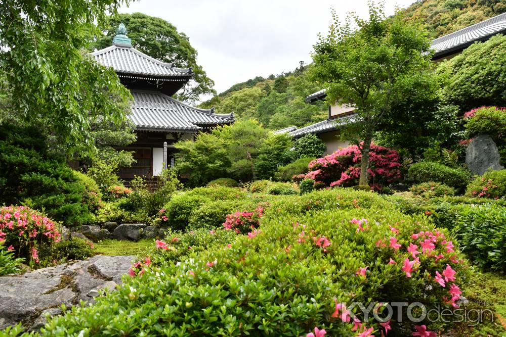 サツキ見頃の安楽寺庭園