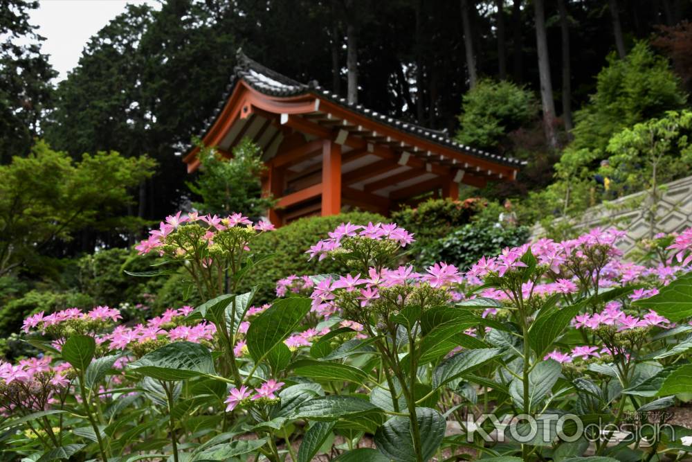 額アジサイと山門