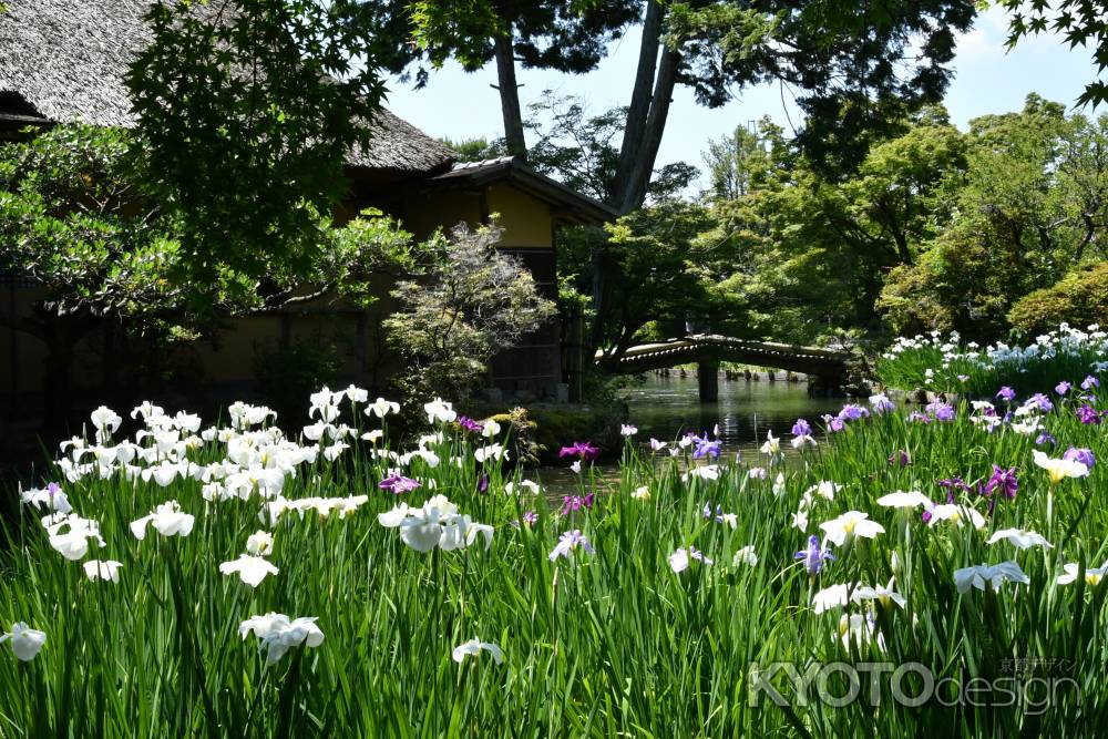 花菖蒲咲く梅宮大社