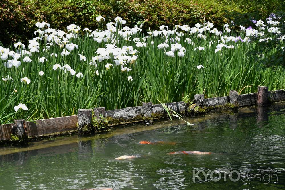 花菖蒲と錦鯉