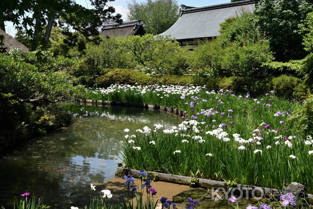 梅宮大社東神苑の花菖蒲