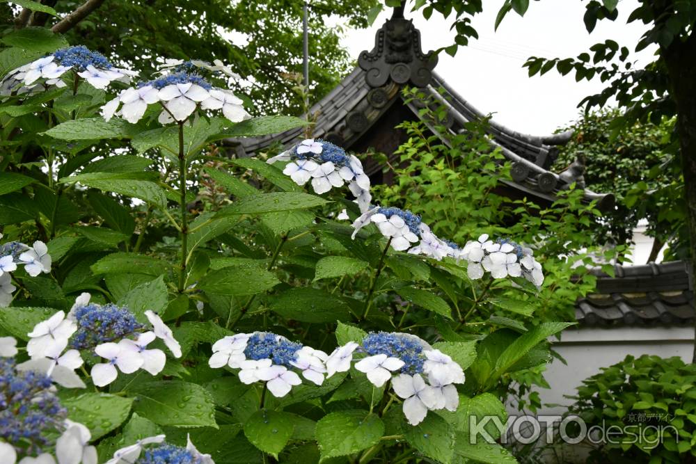 恵心院のアジサイ