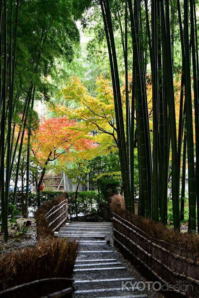 紅葉が覗く竹藪小径