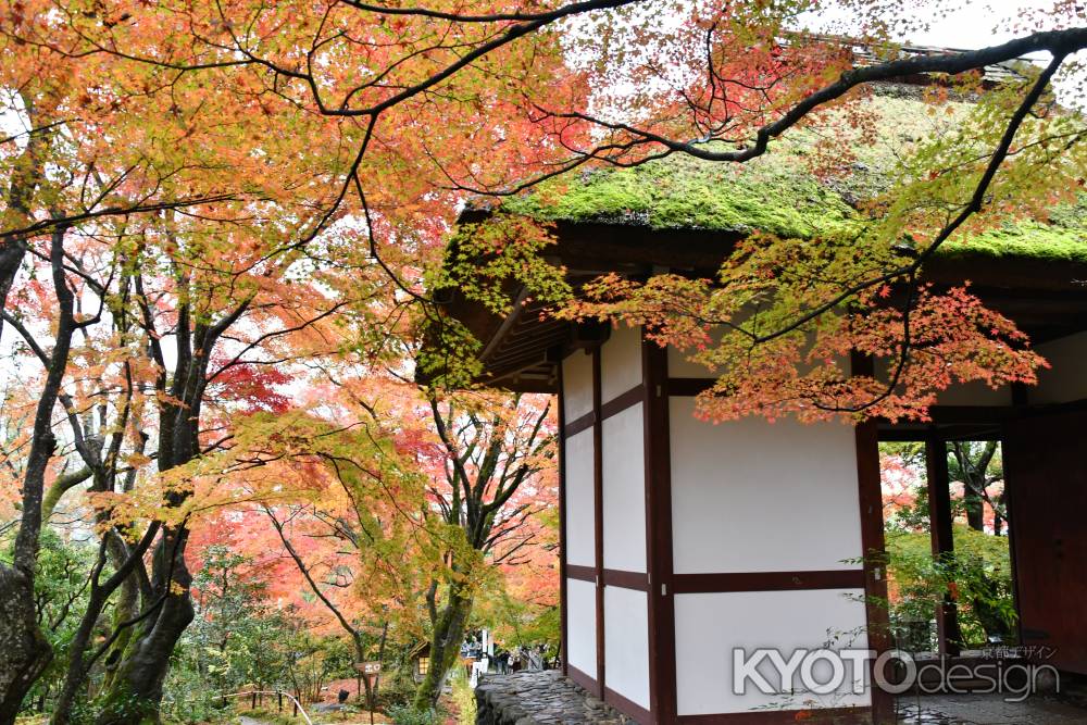 黄紅葉に飾られた山門」