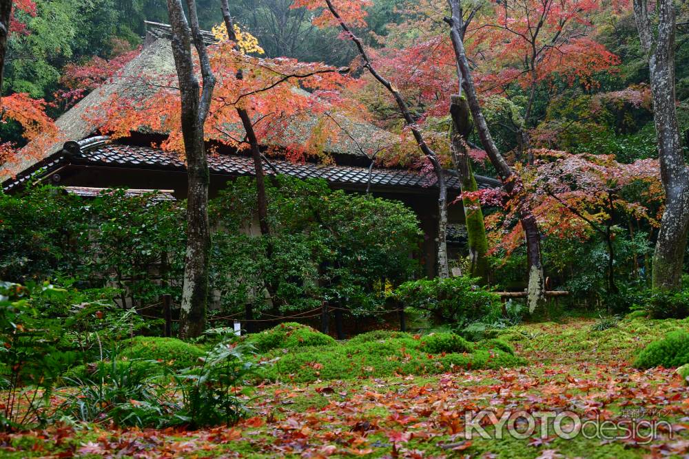 苔と落ち葉に映える祇王寺