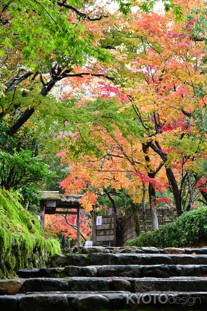 錦秋の参道