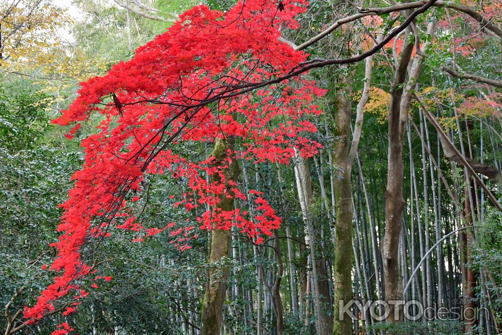 際立つ紅葉