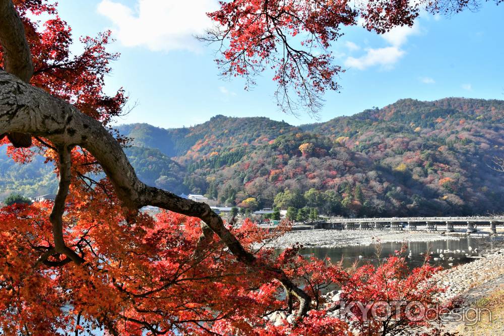 なごり紅葉と渡月橋