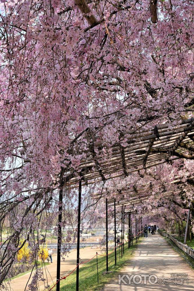 桜のトンネル