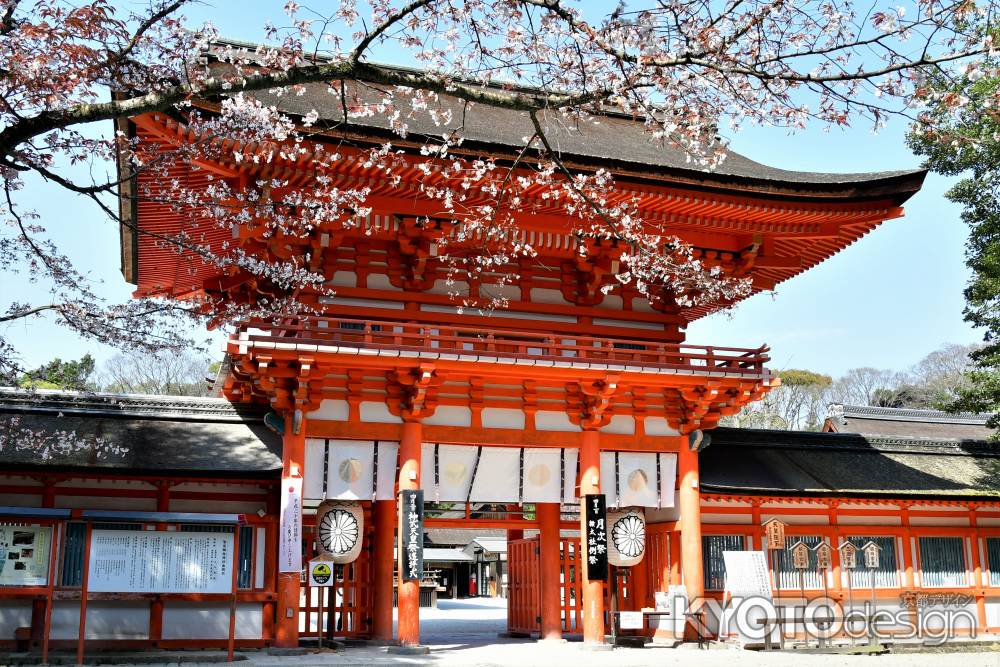 桜門の山桜