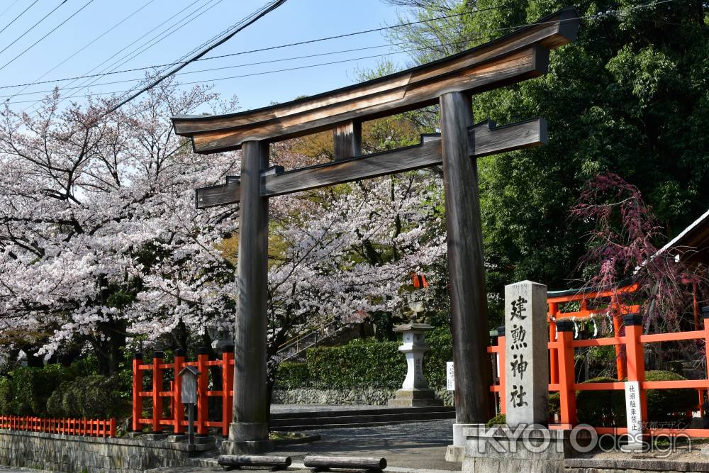 素木造鳥居と桜