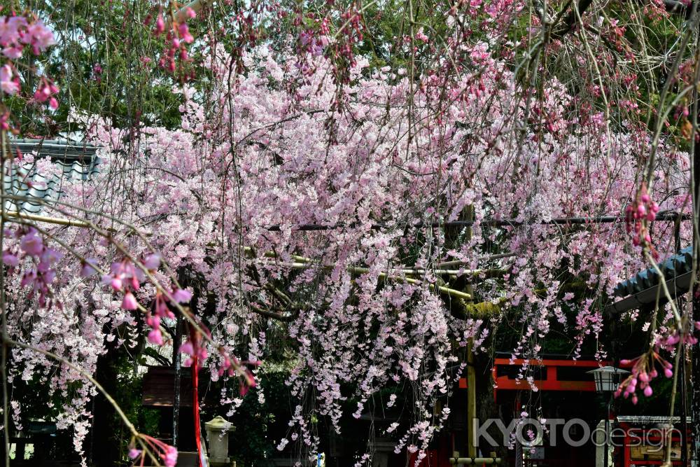 枝振り豊かな紅枝垂れ桜