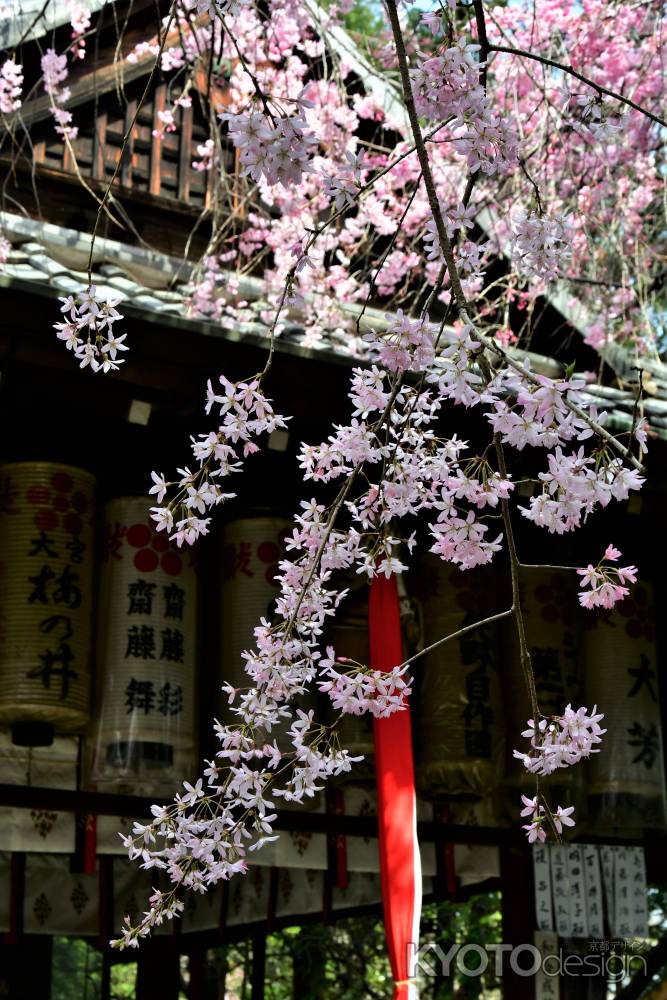 本殿前の紅枝垂桜の一枝