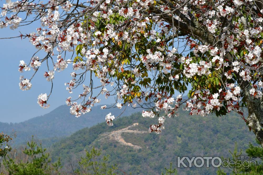 船岡山より左大文字