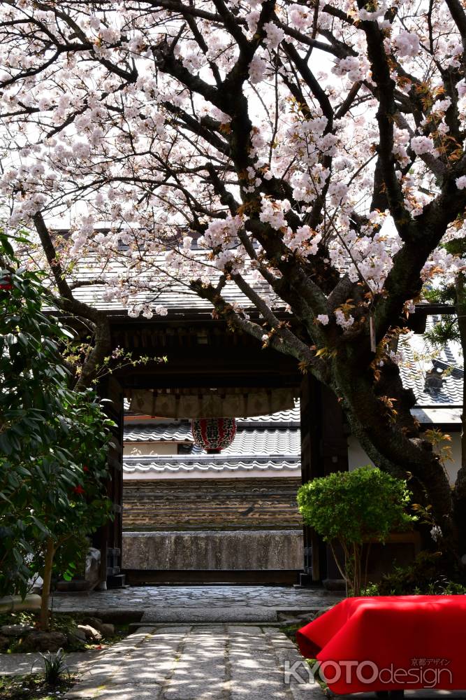 桜の雨宝院