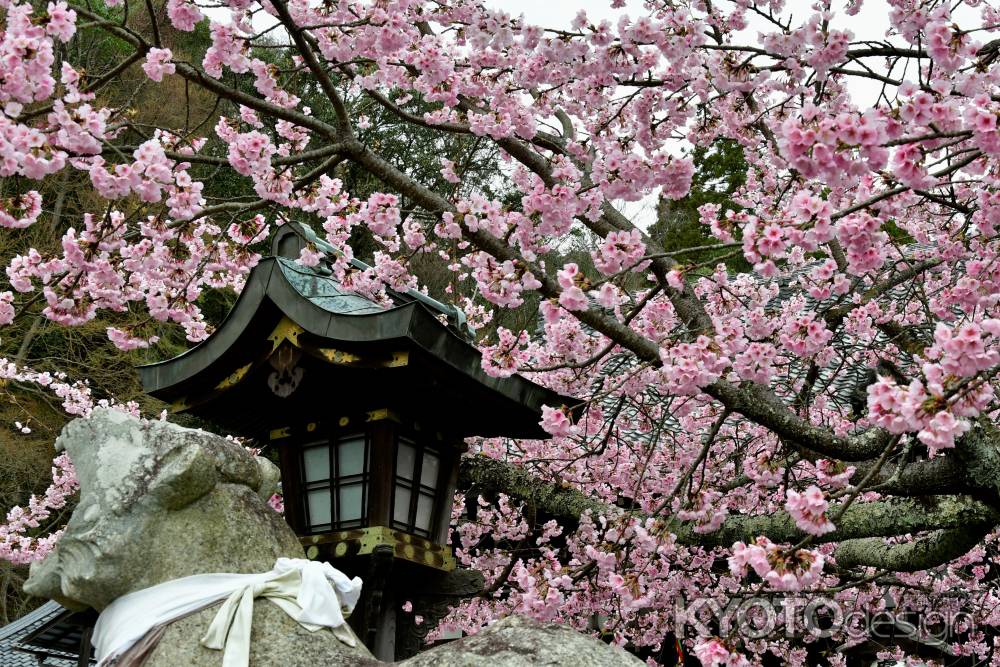 吠える狛寅と桜