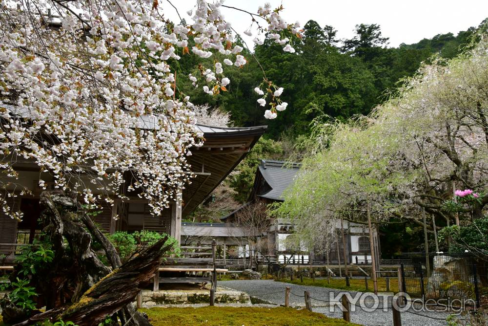 常照皇寺の桜