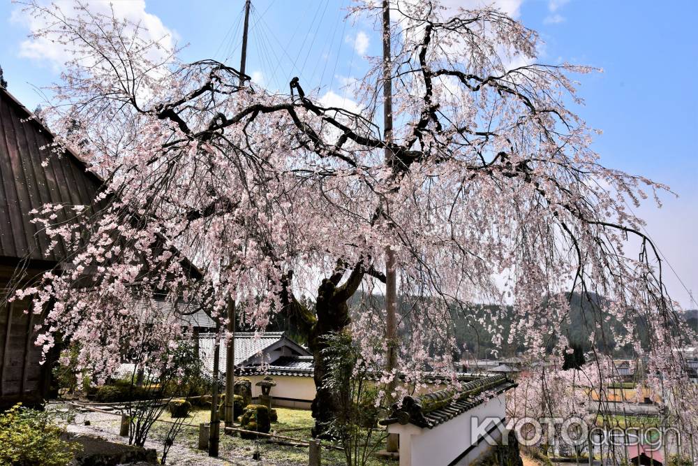 福徳寺のかすみ桜