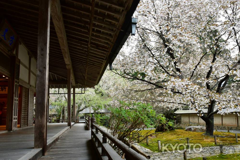 方丈廊下と桜