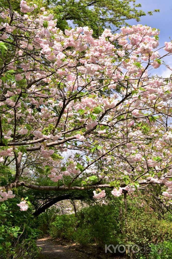 八重桜小径